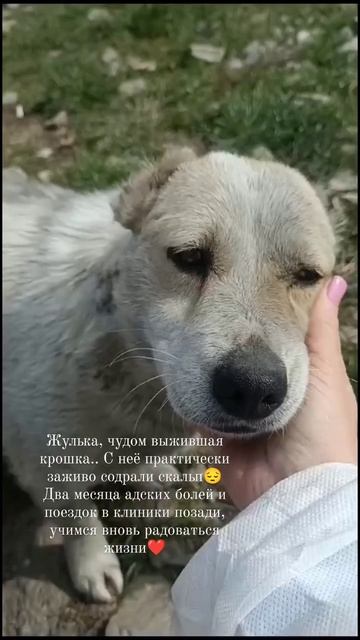 У каждого должно быть ПРАВО НА ЖИЗНЬ! смотреть онлайн