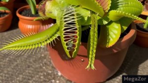 Растение-Убийца (Венерина Мухоловка)