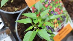 сорт острого перца Мексиканец - рассада