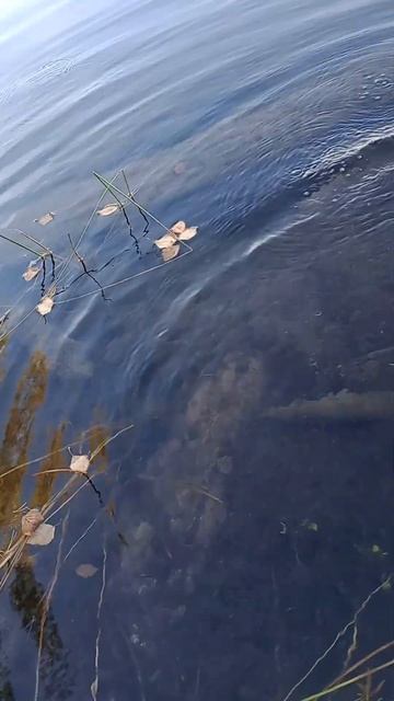 В озере родниковая вода. Архангельская область.