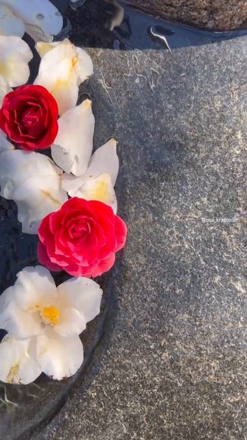 Лучший парк в России. Японский сад в Краснодаре смотреть онлайн