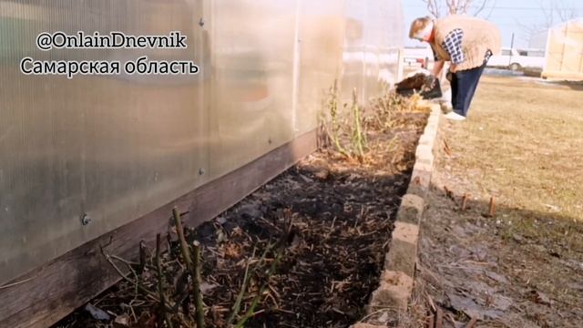 Открываем розы после зимы 🌹 смотреть онлайн