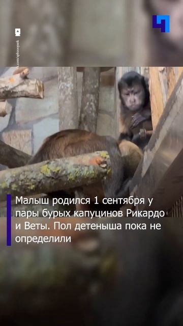 У пары бурых капуцинов в Ленинградском зоопарке родил смотреть онлайн