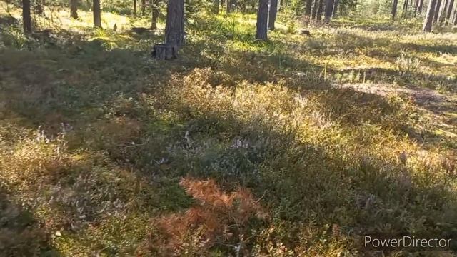 Грибы 🍄 Боровые Белые, Незапланированая удачная про? смотреть онлайн