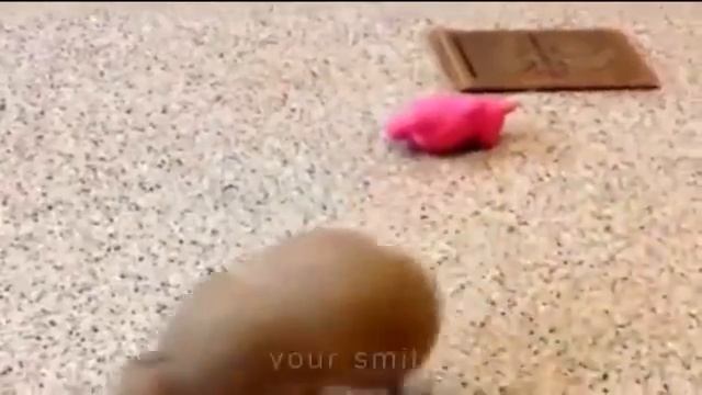 ЛУЧШИЕ ПРИКОЛЫ 2017 ФЕВРАЛЬ Лучшая Подборка Приколов #273 смотреть онлайн