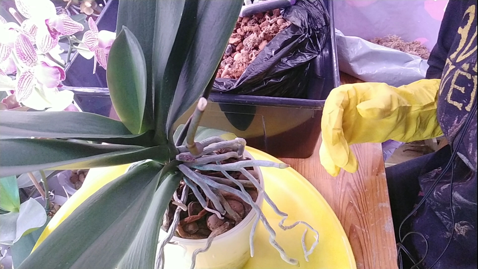 Как пересадить орхидею. Грунт для орхидеи, ВУЛКАНИЧЕСКАЯ Лава и Керамзит смотреть онлайн