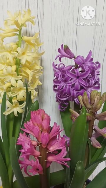 #shorts#8марта#спраздником С праздником 8 марта! смотреть онлайн