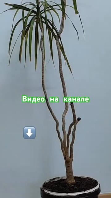 Выращивание. Уход. Размножение #комнатныецветы #драце? смотреть онлайн