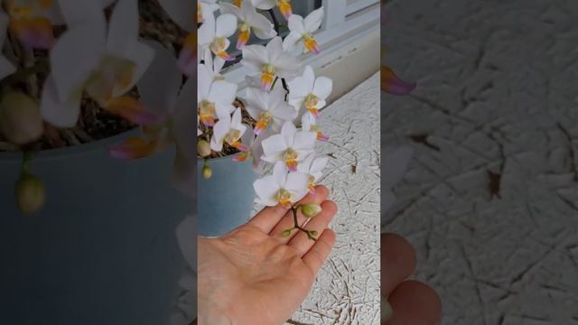 Одна из самых красивых орхидей в коллекции, входит в р? смотреть онлайн