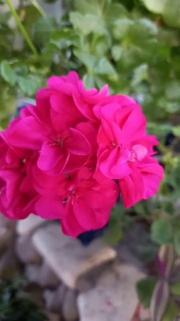 PAC Nealit-2🥰#shorts #пеларгонияплющелистная #pelargonium #ампельн? смотреть онлайн