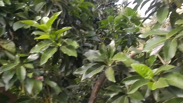 Турецкий огород, что растет и находится в нем. Аланья, Турция, 2018г. смотреть онлайн