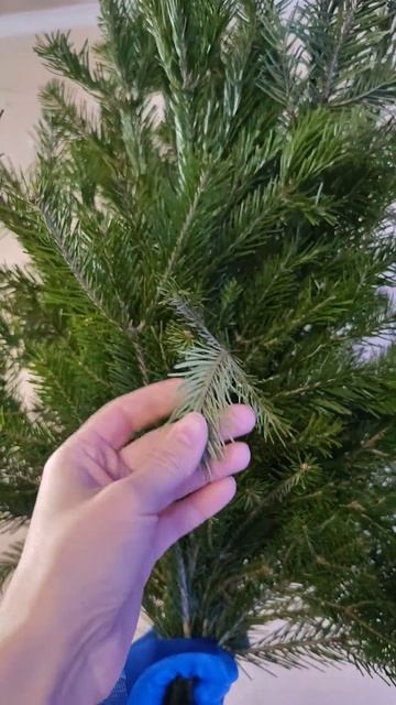 Пихта Сибирская смотреть онлайн