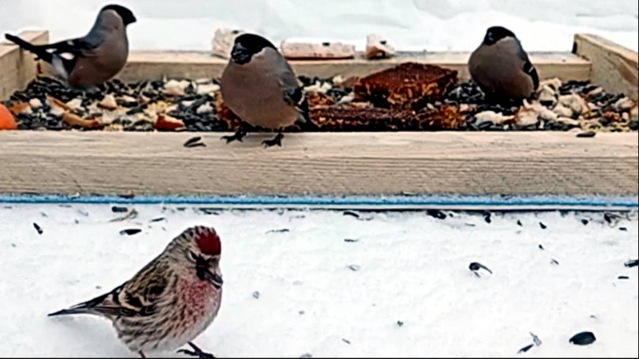 Птички на кормушке (22.02.2025 года) смотреть онлайн