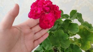 ИВ_Есфирь Прекрасная