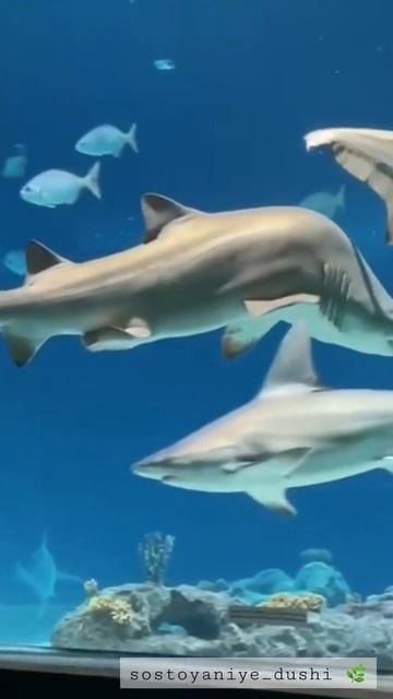 У акулы тоже может быть сколиоз и кифоз/Sharks can also have scolio смотреть онлайн