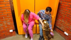 Дрессировка собак: Сборник полезных видео для детей про уход за Корги Альфом и Игры с собакой!