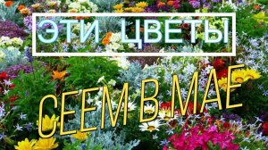 САЖАЕМ В МАЕ 🌸ЦВЕТЫ🌺 СЕМЕНАМИ в грунт в МАЕ.  Быстрорастущие однолетники
КРАСОТА В САДУ