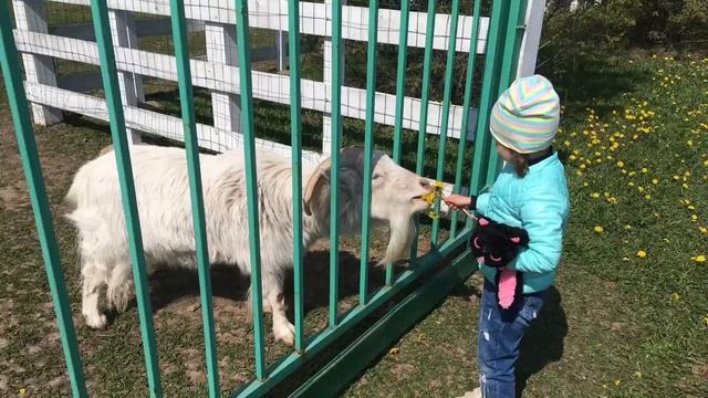 КСК Виктория. Май 2017 смотреть онлайн