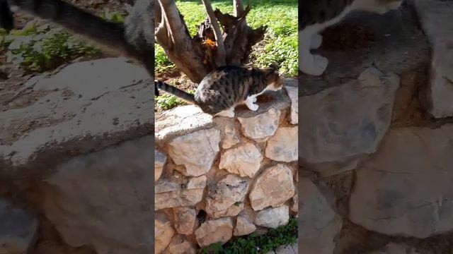 (3) * 261 Кошка Лоскутик довольна, что у неё есть друзья NEXT смотреть онлайн