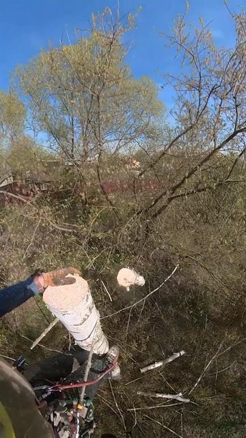 УДАЛЕНИЕ БЕРЁЗ НА УЧАСТКЕ #арбористика #спилитьдерево смотреть онлайн