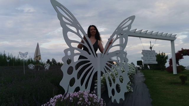 Атмосфера Франции в Латвии - лавандовые поля, сравнила смотреть онлайн