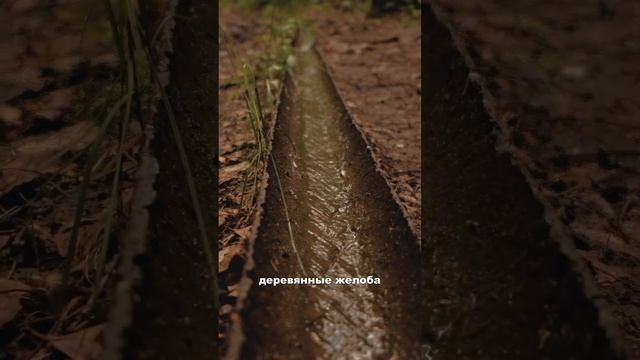 Каменная чаша #СамарскаяЛука #национальныйпарк #тропы смотреть онлайн