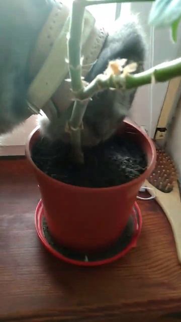 The cat eats earth, not sausage. Кот ест землю, а не колбасу. #cat #shorts #sh смотреть онлайн