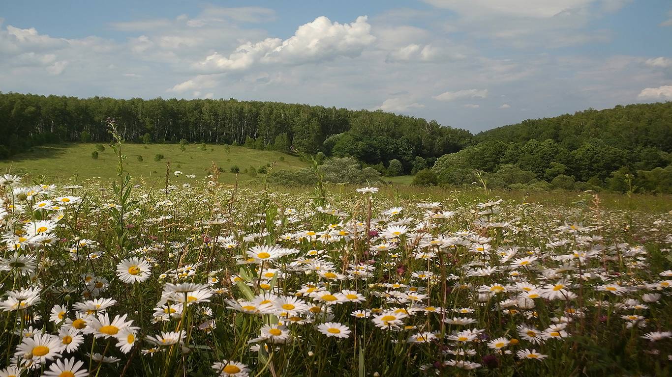 Новое слово в картофелеводстве.