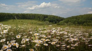 Новое слово в картофелеводстве.