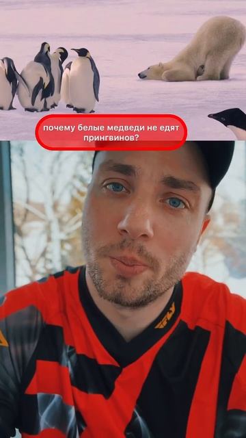Почему белые медведи не едят пингвинов? #медведи #пинг? смотреть онлайн