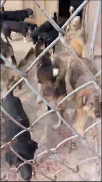 А в это время в приюте Четыре лапы Ташкент смотреть онлайн