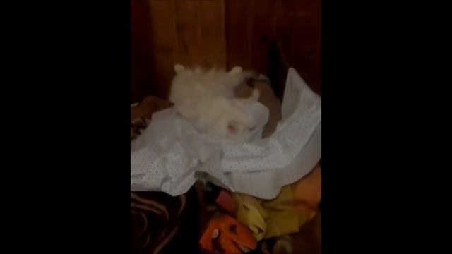 Прикол Ленивый котенок Вирус пытается умыться смотреть онлайн