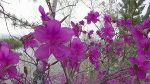 Цветущий багульник в Забайкалье