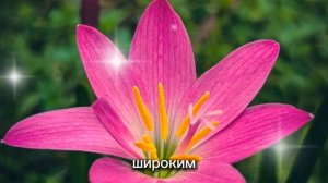 ЗЕФИРАНТЕС КАКИЕ БЫВАЮТ СОРТА,УХОД Размножение