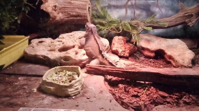 Московский зоопарк. Рогатая игуана.