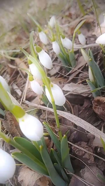 Подснежники - бесснежники 29.01.25😂#красота #весна #подсн смотреть онлайн