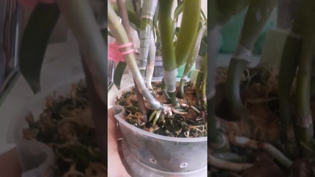 Каттлея- моя любовь! #orchid #орхидеи #shorts#plants #flowers #цветен? смотреть онлайн