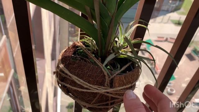 Ванда королева орхидей!🧡 Коллекция Ольги Самоненко ? смотреть онлайн