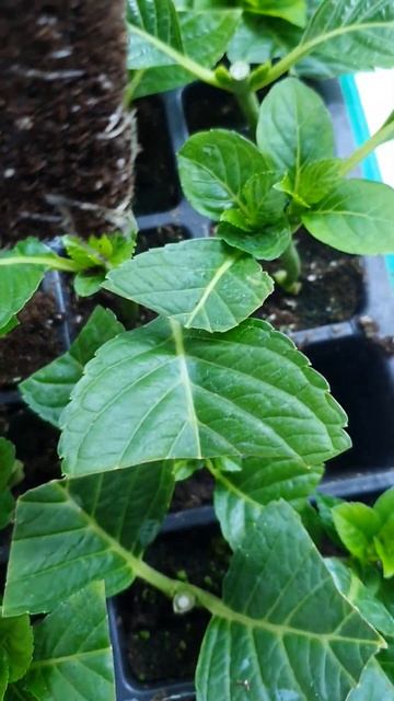 Сентябрьские черенки гортензии Ход Ред 💕 смотреть онлайн