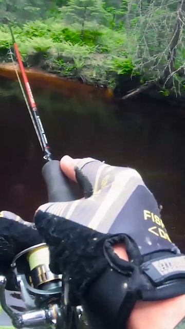 Trout Fishing. Карельская спиннинг. #fishing #troutflyfishing #flyfishing  #short