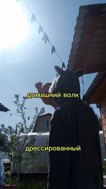 домашний волк а у вас есть😙#смешно #смехделосерьезно? смотреть онлайн