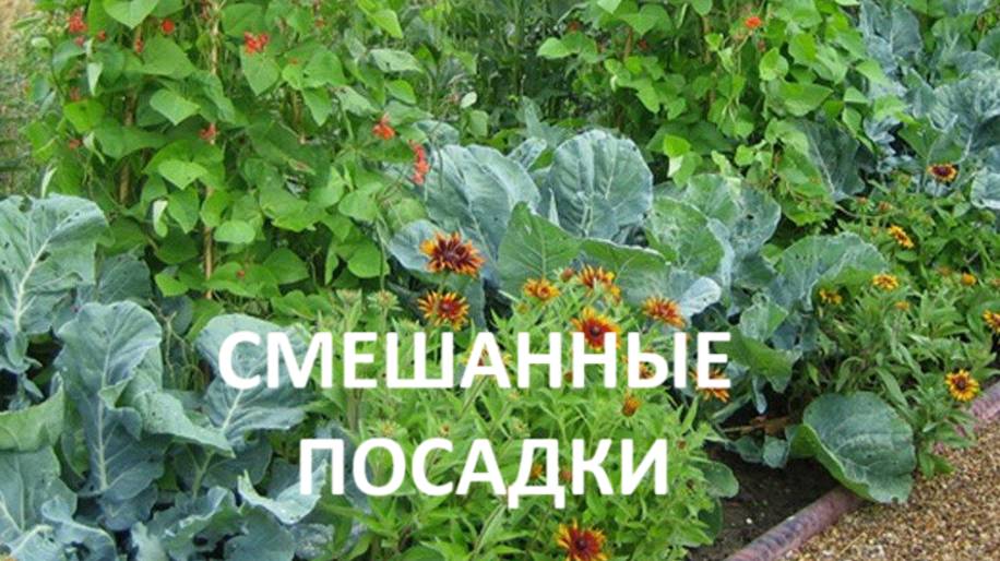 Смешанные посадки в теплице .В чём смысл? смотреть онлайн