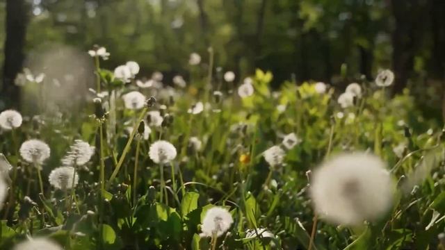 Как вы собираетесь кредит платить, если все деньги на ? смотреть онлайн