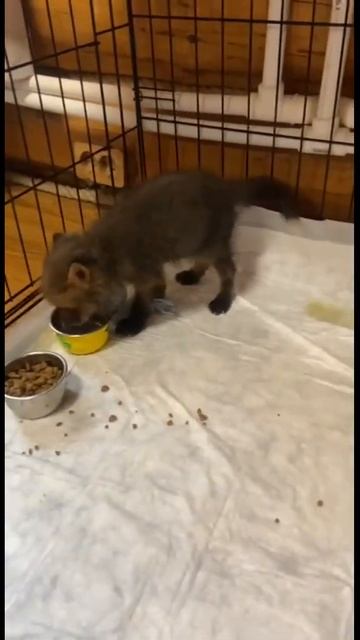 Домашняя лиса ест #БратецЛис #лиса #fox #животные #shorts смотреть онлайн