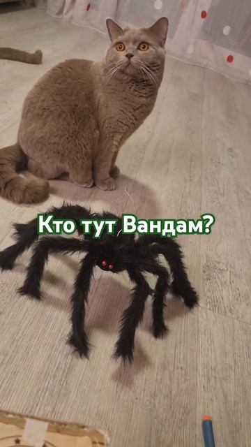Куда бежать #приколы #кошки #юмор #отношения #кино #ванд смотреть онлайн