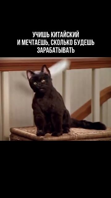 А потом открываешь hh#китай #китайцы #китайский #китайскийязык #кот #мем #мемы #котики #коты #юмор