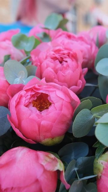 25 коралловых пионов с эвкалиптом в коробке #цветымоск? смотреть онлайн