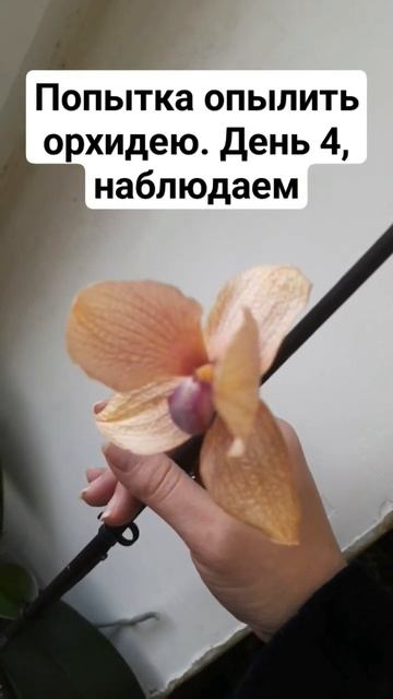 Опыление орхидеи смотреть онлайн