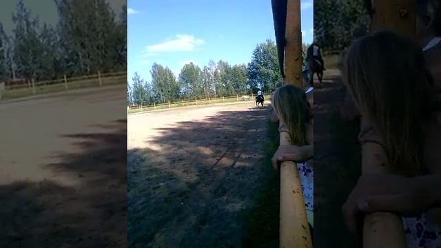Лошадь прыгает через борьер смотреть онлайн