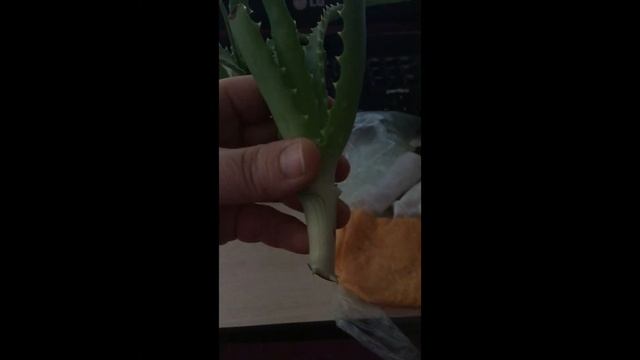 лучший способ укоренения алоэ макушками #какукоренит? смотреть онлайн